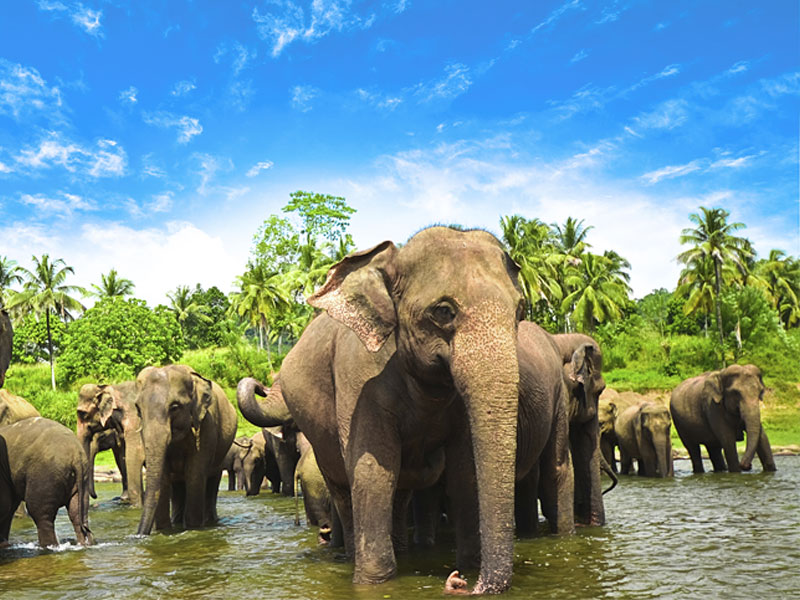 Elephant-Orphanage