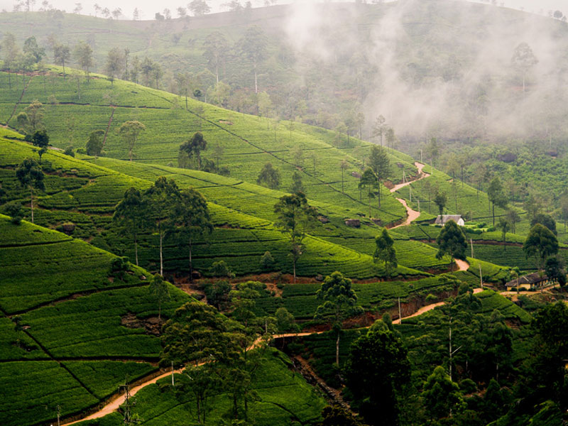 Nuwara-Eliya