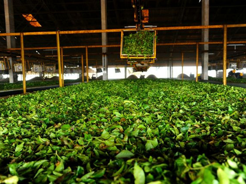 Tea_Factory